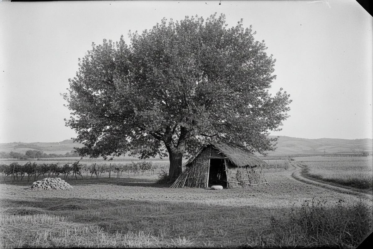 A black-and-white photograph of a single broad elm standing alone in a harvested field, a small straw-and-branch shelter built against its foot, with vines, a heap of cleared stones and a cart track running out to bare hills behind.