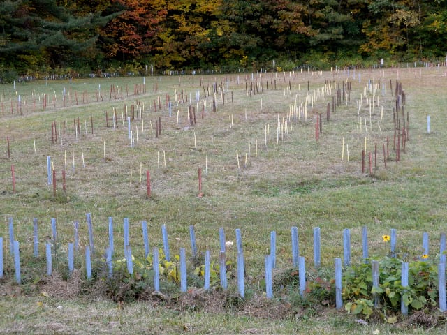Rows of coloured stakes on a grassy hilltop mark the outlines of longhouses and a palisade, with autumn woods behind.